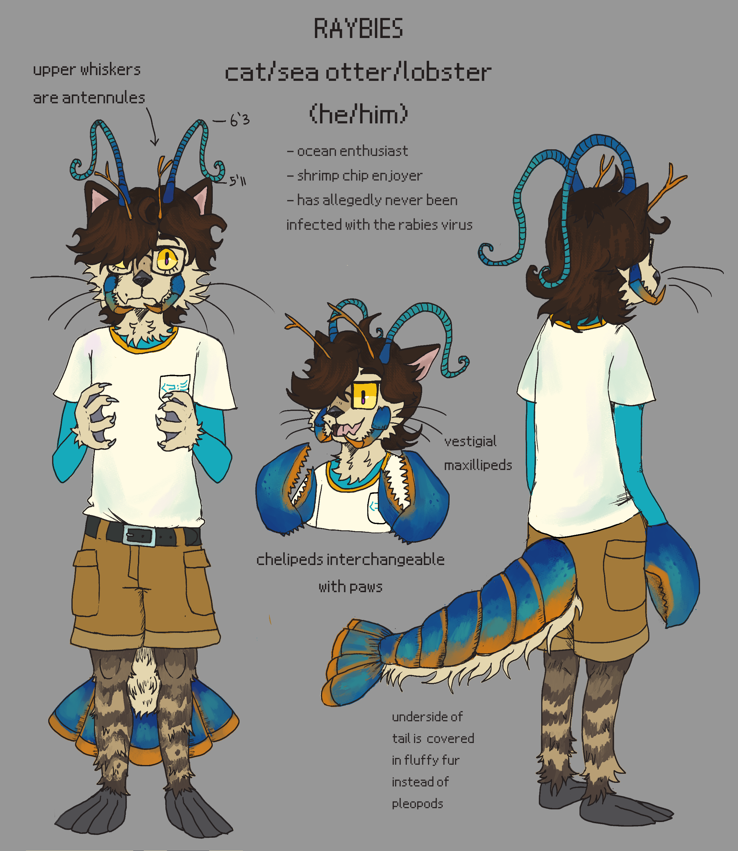 An illustration of an anthropomorphic cat sea otter lobster hybrid. The image has text, which reads 'RAYBIES. cat/sea otter/lobster. (he/him). ocean enthusiast, shrimp chip enjoyer, has allegedly never been infected with the rabies virus. (has) vestigial maxillipeds. chelipeds interchangeable with paws. upper whiskers are antennules. underside of tail is covered in fluffy fur instead of pleopods. 6'3 (at antennae), 5'11 (at ears).'